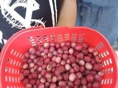 粉色蓝莓高价引热议，专家澄清品种真相与营养误区