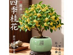 京东四季桂花小苗，领券实付低至10.9元