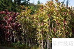 梦之旅团1.53通关指南