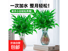 6.7 元抢 5 颗驱蚊竹柏，还赠营养液，夏日驱蚊必备！