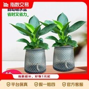 特价大叶金钻绿公主盆栽，拍一发二赠盆，8.8 元到手！