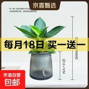 大叶金钻绿公主盆栽套餐，含盆组合仅9.99元！