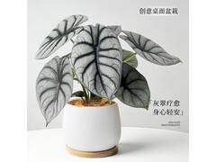 京东白犀牛海芋盆栽组合，低至37.9元！