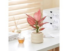 吉利红万年青盆栽组合，到手仅30.9元