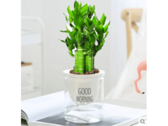 绿有意荷花竹盆栽5支装