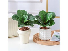 琴叶榕迷你绿植盆栽16.9元