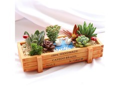 花艺萌天鹅河畔多肉盆栽活动价8.8元