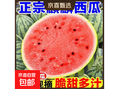 正宗麒麟美都西瓜产地直采，满减后 8 元带箱 5 - 6 斤