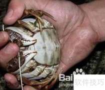 6步轻松绑好大闸蟹