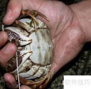 阳澄湖大闸蟹捆绑销售揭秘