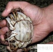 阳澄湖大闸蟹捆绑销售揭秘