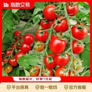 广西红色圣女果5斤装实重4.5斤，仅10.7元！