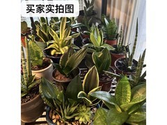 京东荷花兰盆栽搭赠，领券低至15.9元