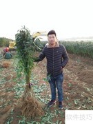世纪之星油桃高产种植法