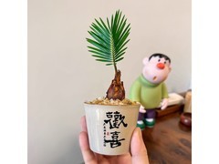 铁树禅意迷你盆栽，京东18.9元速抢！