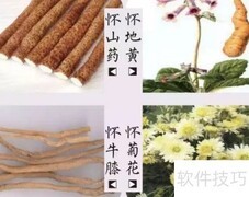 韵游菊：探秘菊花之美