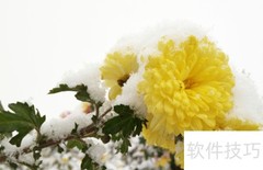韵游菊：探秘菊花之美