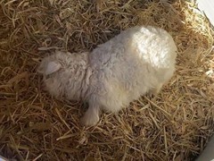 宁夏小羊装死走红拒售 十三万元高价难动主人心