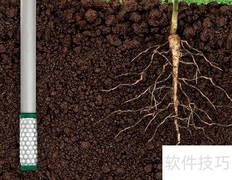 摇钱树养护全攻略