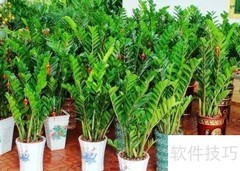 摇钱树养护全攻略