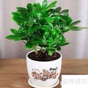 摇钱树养护全攻略