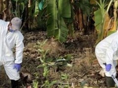 日本苹果病疫情达历史峰值 多地拉响防控警报