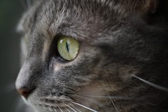 尼康发布尼克尔 Z DX 微距 35mm f/1.7 镜头 支持近距离动态拍摄