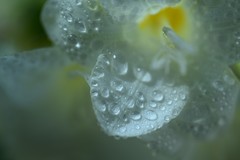 尼康发布尼克尔 Z DX 微距 35mm f/1.7 镜头 支持近距离动态拍摄