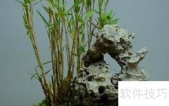 姬翠竹养护技巧