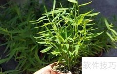 姬翠竹养护技巧