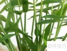 姬翠竹养护技巧