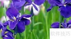 云木香：中草药的瑰宝