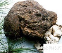 男人养生必备中草药指南