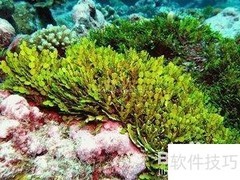 4种高营养食物胜补品