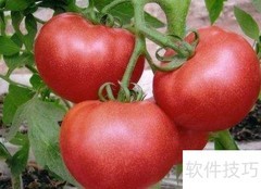 4种高营养食物胜补品