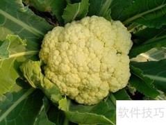 健康饮食：日常营养食物推荐