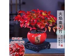 京东特惠！火焰南天竹盆栽低至16.9元