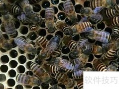 中华蜜蜂养殖技巧