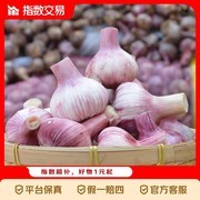 正宗新鲜紫皮大蒜5斤仅13.5元，美味健康别错过