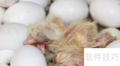 小鸽子出生后如何科学喂养