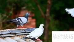 小鸽子爱吃什么食物
