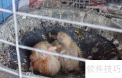 小鸽子出生后如何科学喂养