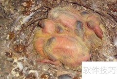 小鸽子出生后如何科学喂养