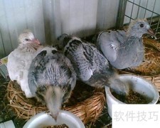 小鸽子喂养全攻略