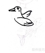 小鸽子线描画教程