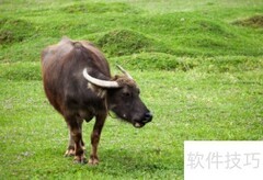 法务审核合同要点