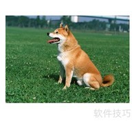 PPT图片3D效果制作技巧