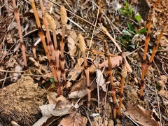 8岁男孩凭植物知识疑发现金矿，专家确认问荆草伴生具成矿潜力