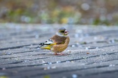 入门用户首选 尼康Z50II微单相机值得推荐