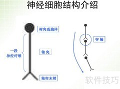人体生命活动如何调节